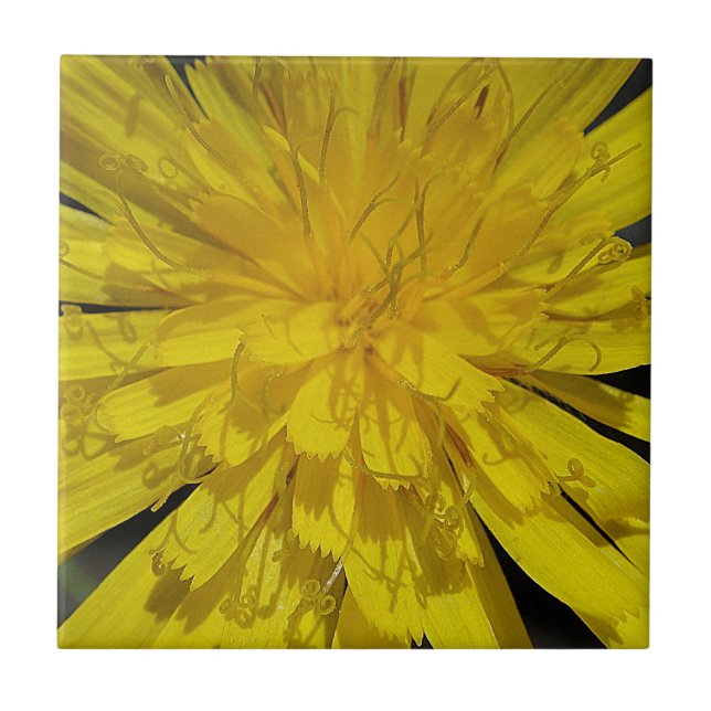 Hübsche Löwenzahnblüte Kakelplatta (Framsidan)
