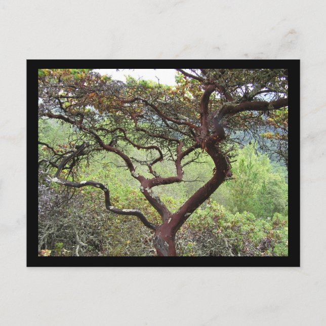 Huckleberry Preserve Vykort (Framsida)