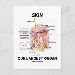Hud vårt största organ (Dermal Lagrar) Vykort