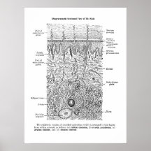 Hudanatomi Dermatologi Dekor Skriv ut 1