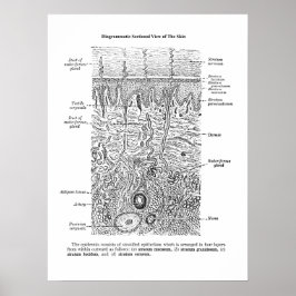 Hudanatomi Dermatologi Dekor Skriv ut 1