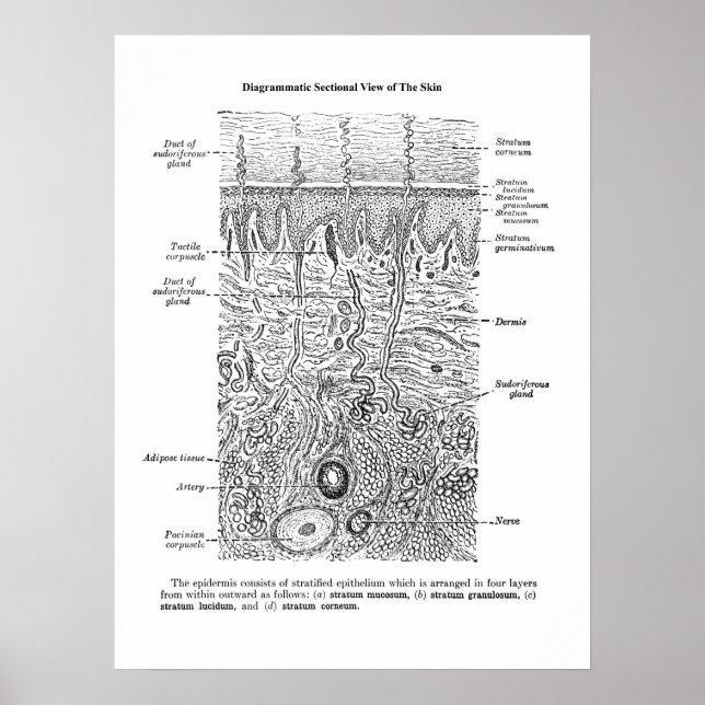 Hudanatomi Dermatologi Dekor Skriv ut 1 (Framsidan)