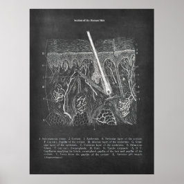 Hudanatomi Sektionsvy Dermatolog Decor Poster