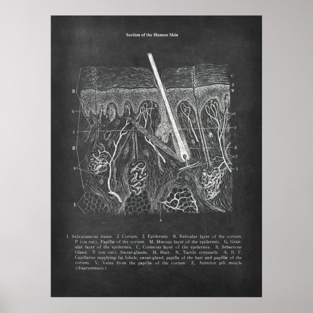 Hudanatomi Sektionsvy Dermatolog Decor Poster (Framsidan)