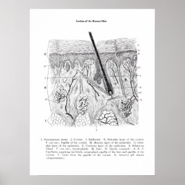 Hudsektionens anatomi skrivs ut 2. poster