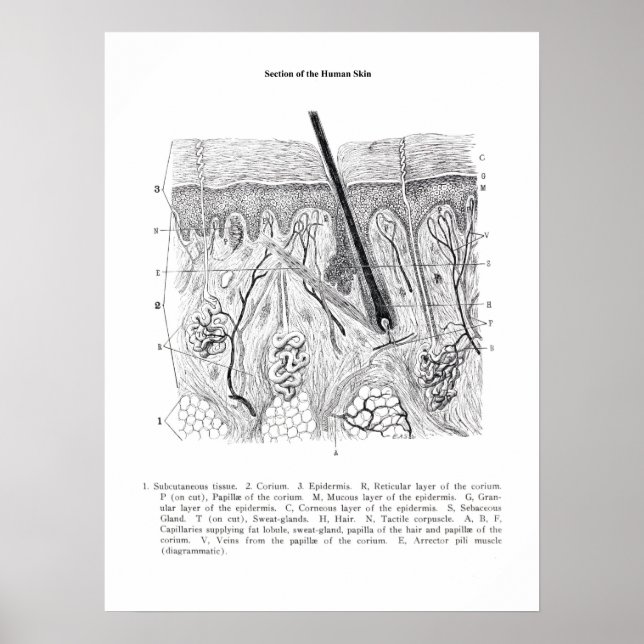 Hudsektionens anatomi skrivs ut 2. poster (Framsidan)