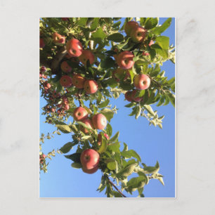 Hudson Valley Apples Vykort