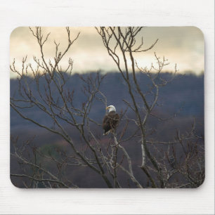 Hudson Valley Eagle Musmatta