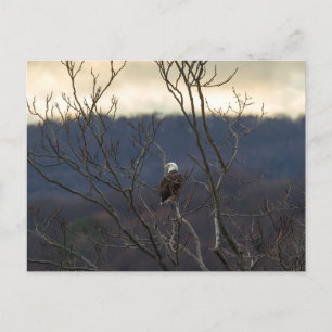 Hudson Valley Eagle Vykort