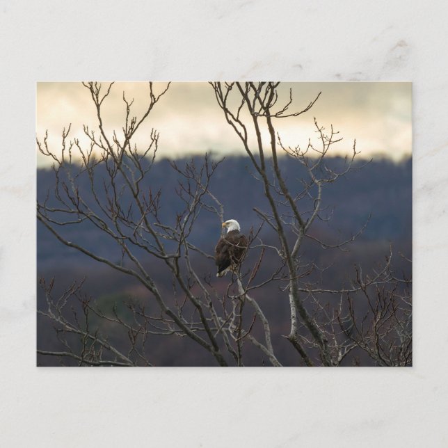 Hudson Valley Eagle Vykort (Framsida)