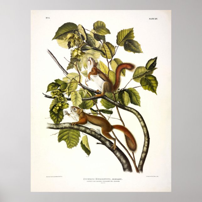 Hudsons Bay (Chickaree Red) Squirrel av Audubon Poster (Framsidan)