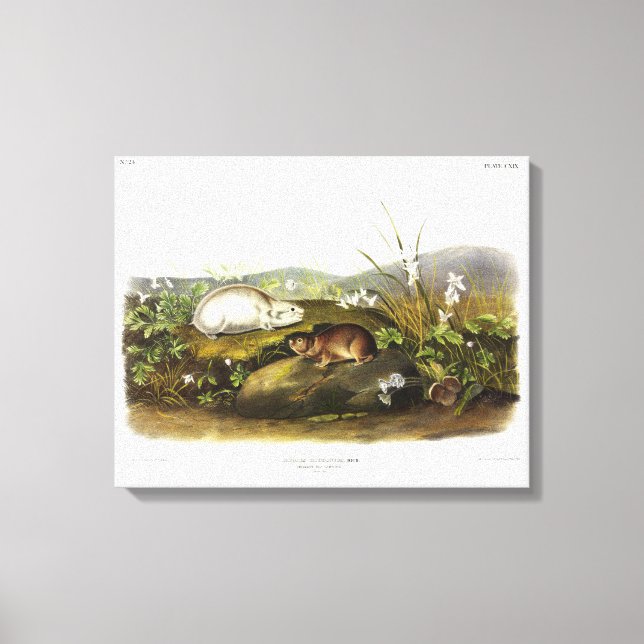 Hudsons Bay (Ungava Collarme) Lemming av Audubon Canvastryck (Framsida)