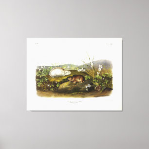 Hudsons Bay (Ungava Collarme) Lemming av Audubon Canvastryck