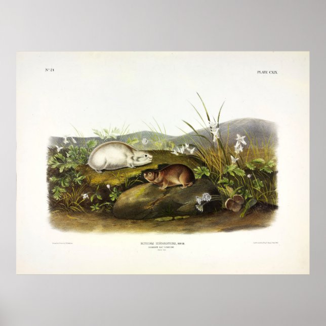Hudsons Bay (Ungava Collarme) Lemming av Audubon Poster (Framsidan)