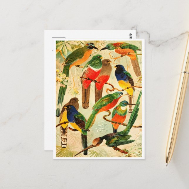 Hudú, Surucuás, Arirámbas från den jungfruliga sko Vykort (Fram/Back In Situ)