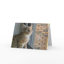 Huey tittar ut mot världen