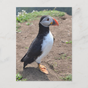 "Huffin" Puffin" av Mike Paget Vykort