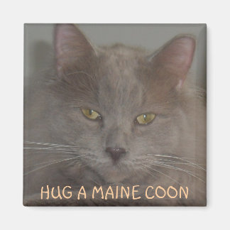HUG A MAINE COON MAGNET