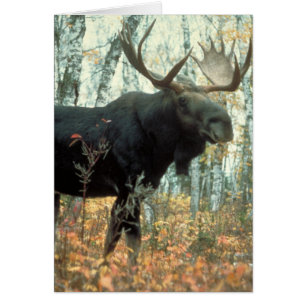 Huge Moose Hälsningskort