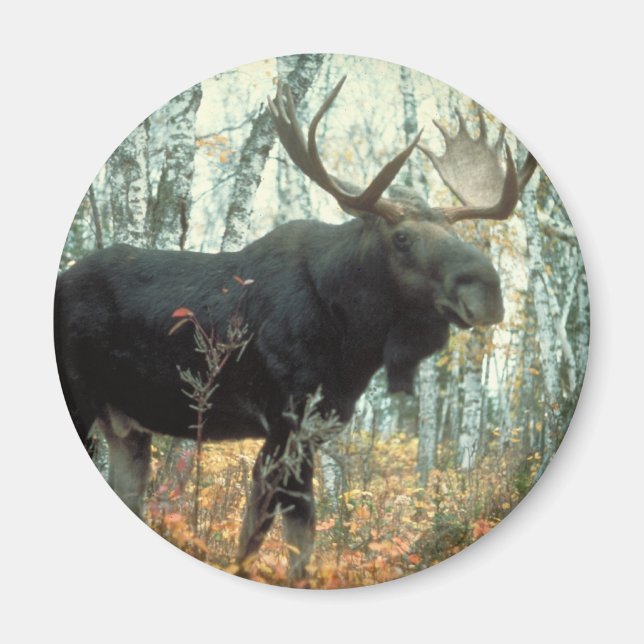 Huge Moose Magnet (Framsidan)