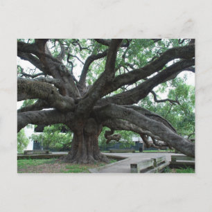 HUGE Oak Träd Jacksonville Florida Vykort