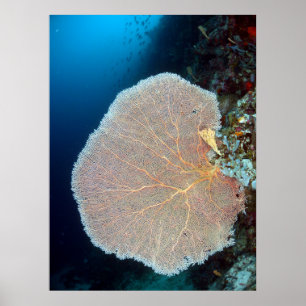 Huge Sea Fläkt i Siquijor Poster