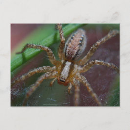 Huge Spider Vykort
