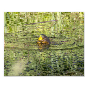 Hugger Frogs Fototryck