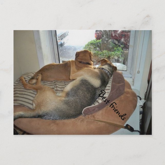 Hugger Hundar Sharing A View Vykort (Framsida)