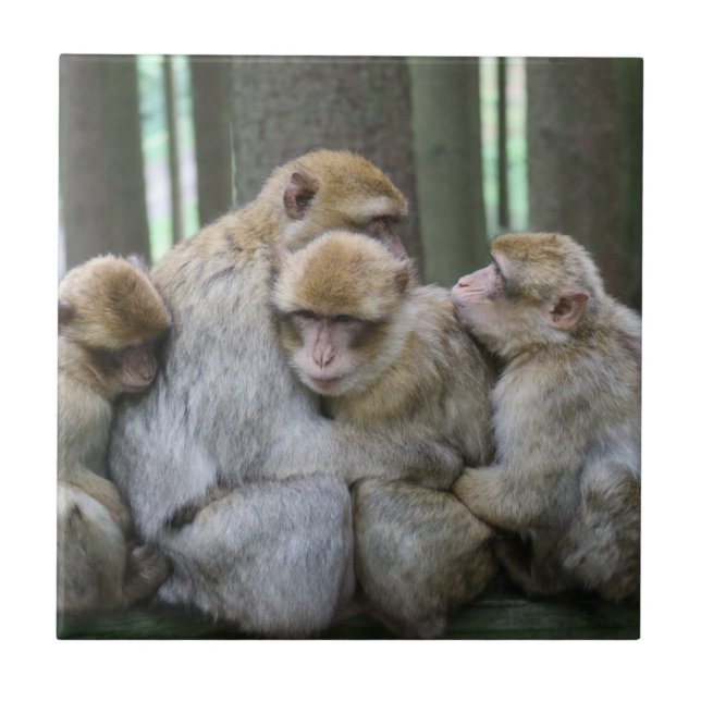 Huggfoto för grupp av ljuddämpare för Cute Ape-fam Kakelplatta (Framsidan)