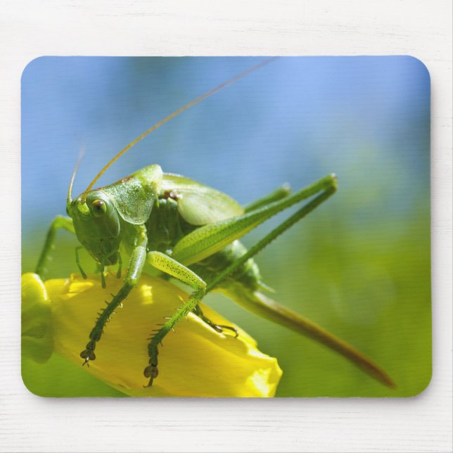 HUGO MUSMATTA (Framsidan)