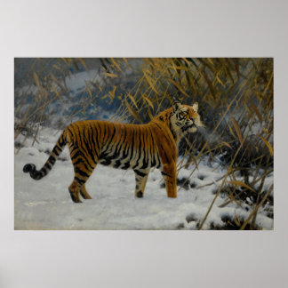 Hugo Ungewitters tiger i Snö Poster