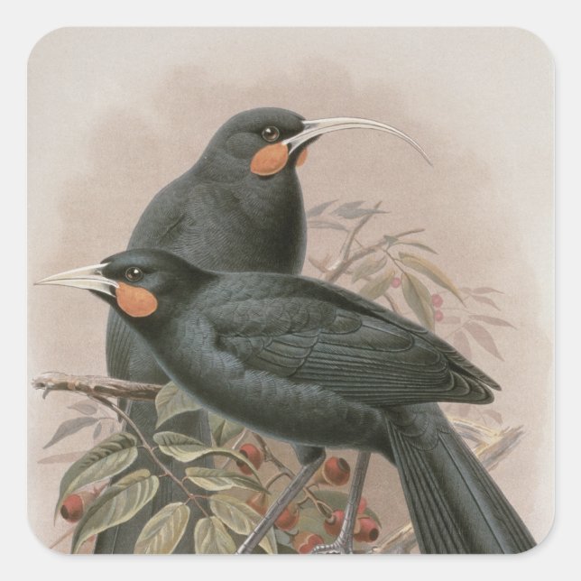 Huia Fyrkantigt Klistermärke (Framsida)