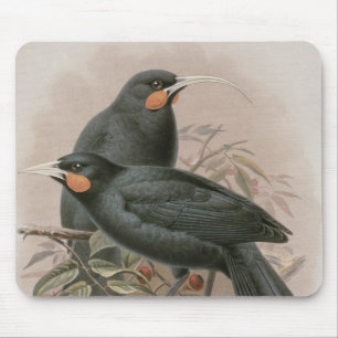 Huia Musmatta