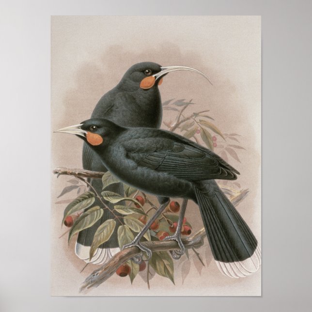 Huia Poster (Framsidan)