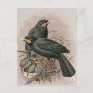 Huia Vykort