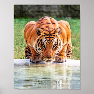 Huka sig ned tigerredo för att pounce poster