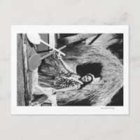 Hula Girl med Outrigger Canoe Hawaii Photograph