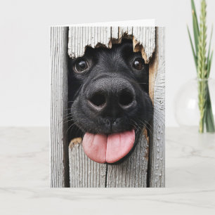 Humalog Hund på födelsedagen Nose Kort