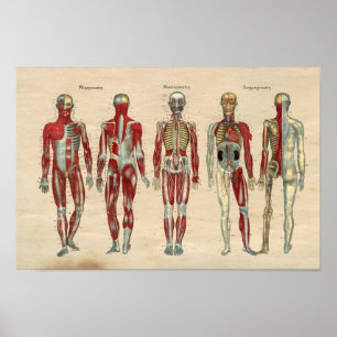Human Anatomy 1841 Print Muscles Nerves Poster