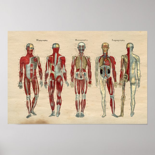 Human Anatomy 1841 Print Muscles Nerves Poster (Framsidan)