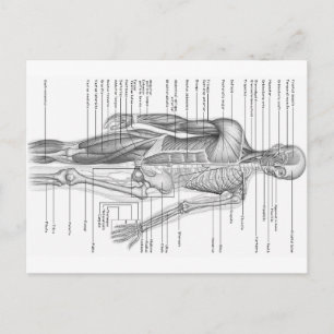 Human Anatomy Chart Vykort