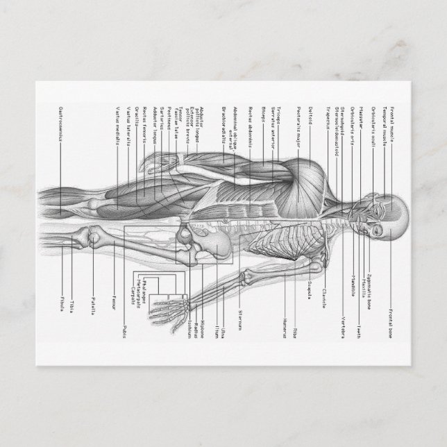 Human Anatomy Chart Vykort (Framsida)