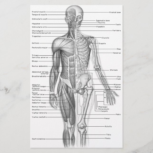 Human Anatomy Diagram (Framsida)