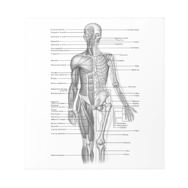Human Anatomy Diagram Anteckningsblock (Framsida)