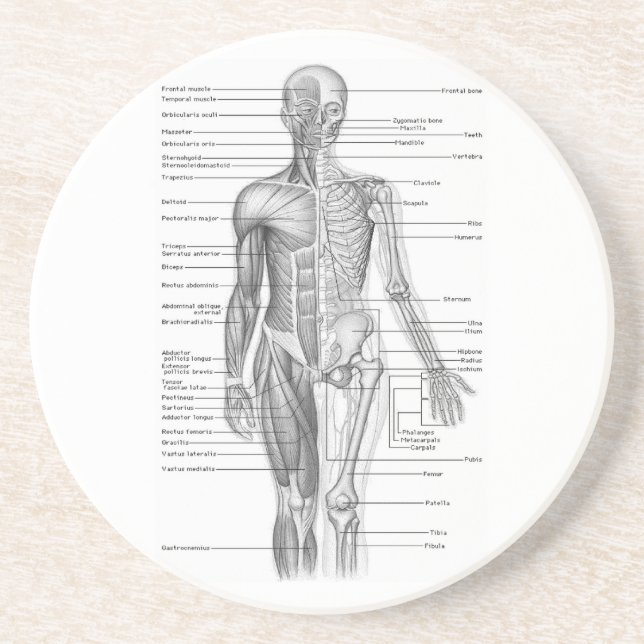 Human Anatomy Diagram Underlägg Sandsten (Framsidan)