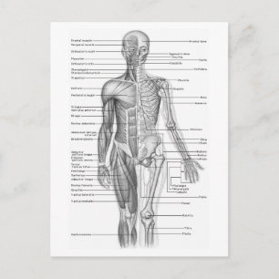 Human Anatomy Diagram Vykort