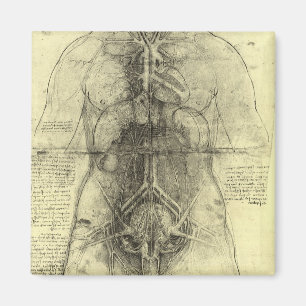 Human Anatomy, Female Torso av Leonardo da Vinci Magnet