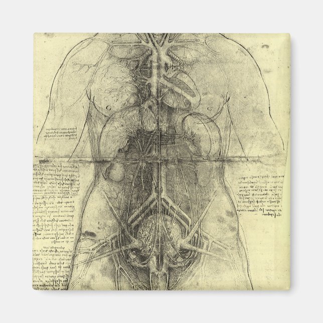 Human Anatomy, Female Torso av Leonardo da Vinci Magnet (Framsidan)