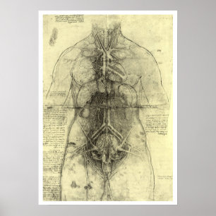 Human Anatomy, Female Torso av Leonardo da Vinci Poster